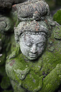 Close-up of moss on statue