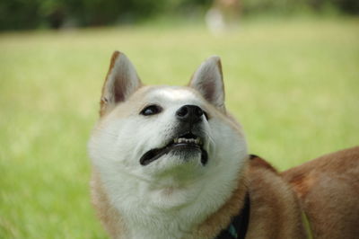 Portrait of dog on field