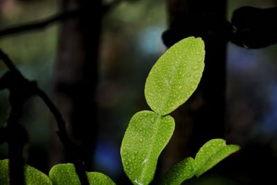 Close-up of fresh green leaves