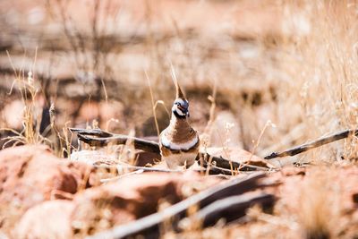 Close-up of bird on land