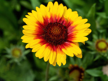 Close-up of yellow flower