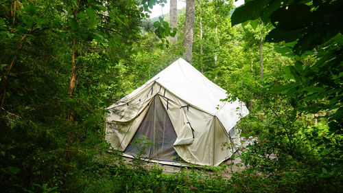 Off grid wall tent in the woods. cottagecore living in the wilderness. bushcraft / survival yurt