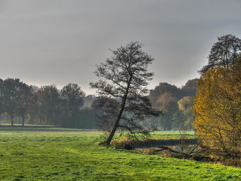 Trees on field against sky