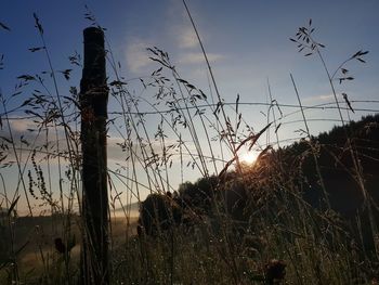 Low angle view of plants on field against sky