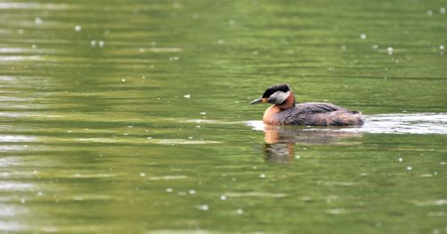 Duck swimming in lake