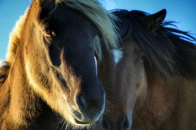 Close-up of horse in field