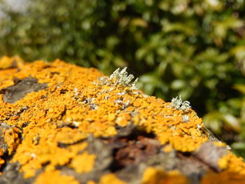 Close-up of autumn leaves