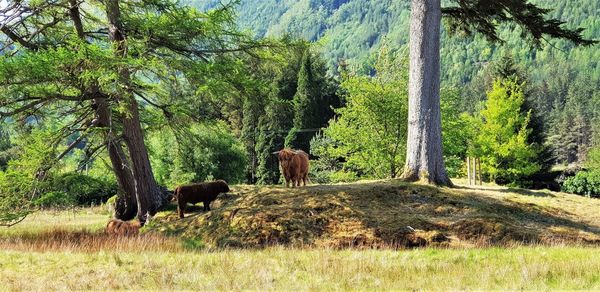 View of a horse in the forest