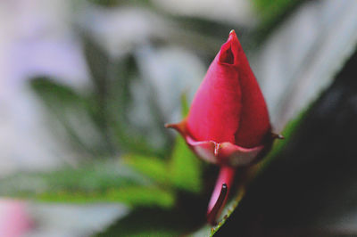 Close-up of red flower