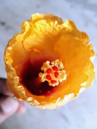 Close-up of rose flower