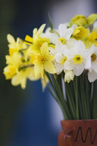 Close-up of yellow flowering plant in vase