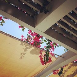 Low angle view of flowers in building