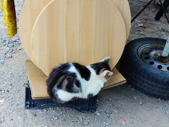 High angle view of a cat