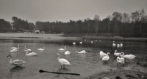 Flock of birds in lake