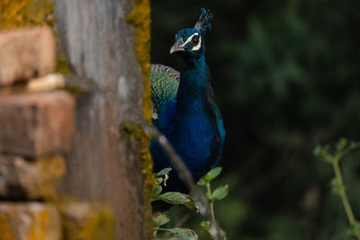 Close-up of peacock perching on tree