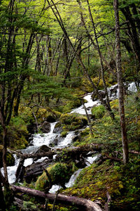 Scenic view of stream flowing in forest