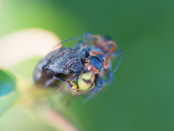 Close-up of insect