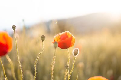 Close-up of poppy on field