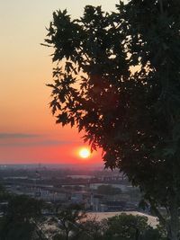 Silhouette tree against sky during sunset