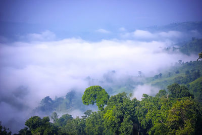 Low angle view of trees against sky