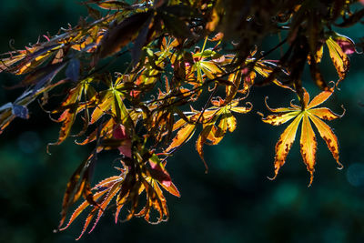 Close-up of autumnal leaves against blurred background