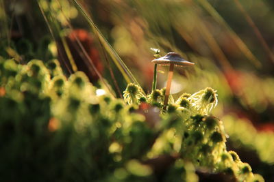 Close-up of plant