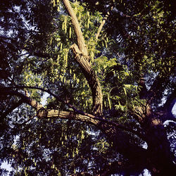 Low angle view of trees in forest