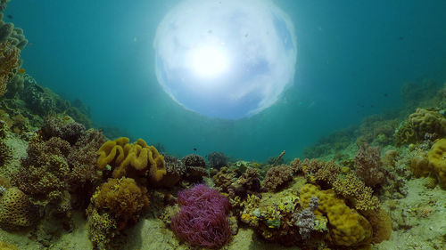 sea