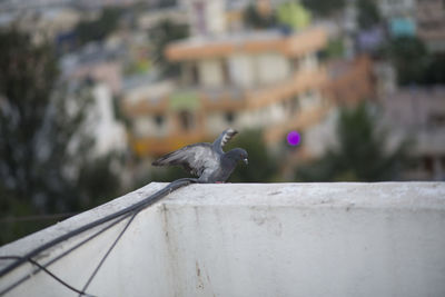 Close-up of bird perching on retaining wall