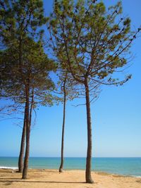 Trees at beach against clear blue sky