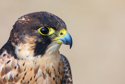 Close-up of a eleonora falcon - falco eleonorae