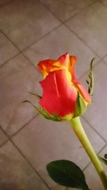 Close-up of rose against blurred background