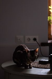 Cat sitting on table at home