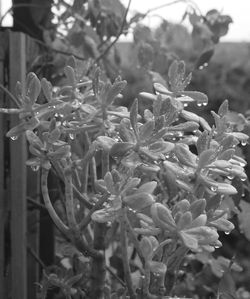 Close-up of flowers blooming outdoors