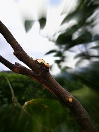 Close-up of lizard on tree