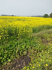 Scenic view of oilseed rape field against sky