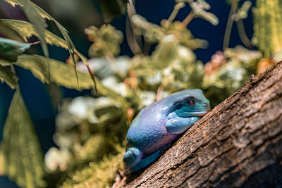 Close-up of bird perching on branch