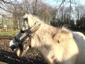 Close-up of horse on field against sky