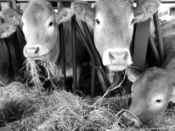 View of cows in pen