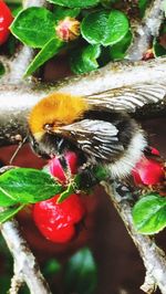 Close-up of insect perching on flower