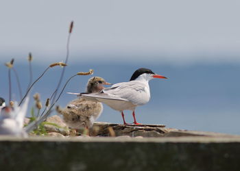 Seagull perching on a sea