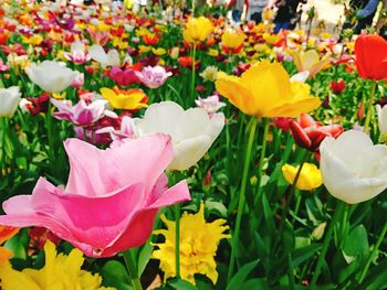 Close-up of yellow flowers blooming outdoors