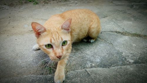 Portrait of ginger cat on street