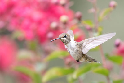 Close-up of bird flying