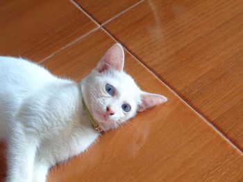 High angle view of cat lying on hardwood floor