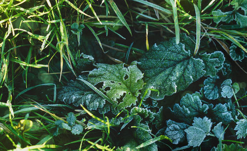 High angle view of insect on plant