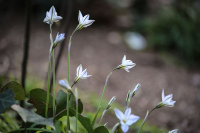 Close-up of flowers blooming in field