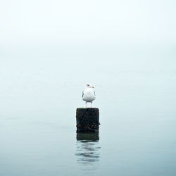 Seagull perching on wooden post in sea during foggy weather