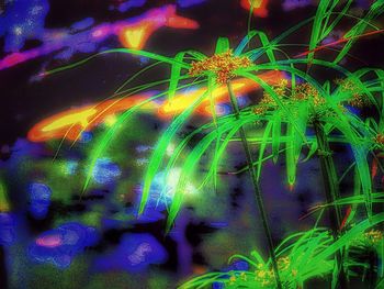 Illuminated trees at night