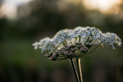 Close-up of thistle on plant in field